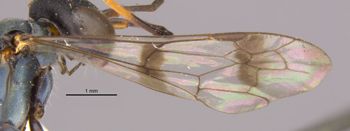 Media type: image;   Entomology 26607 Aspect: Wing front